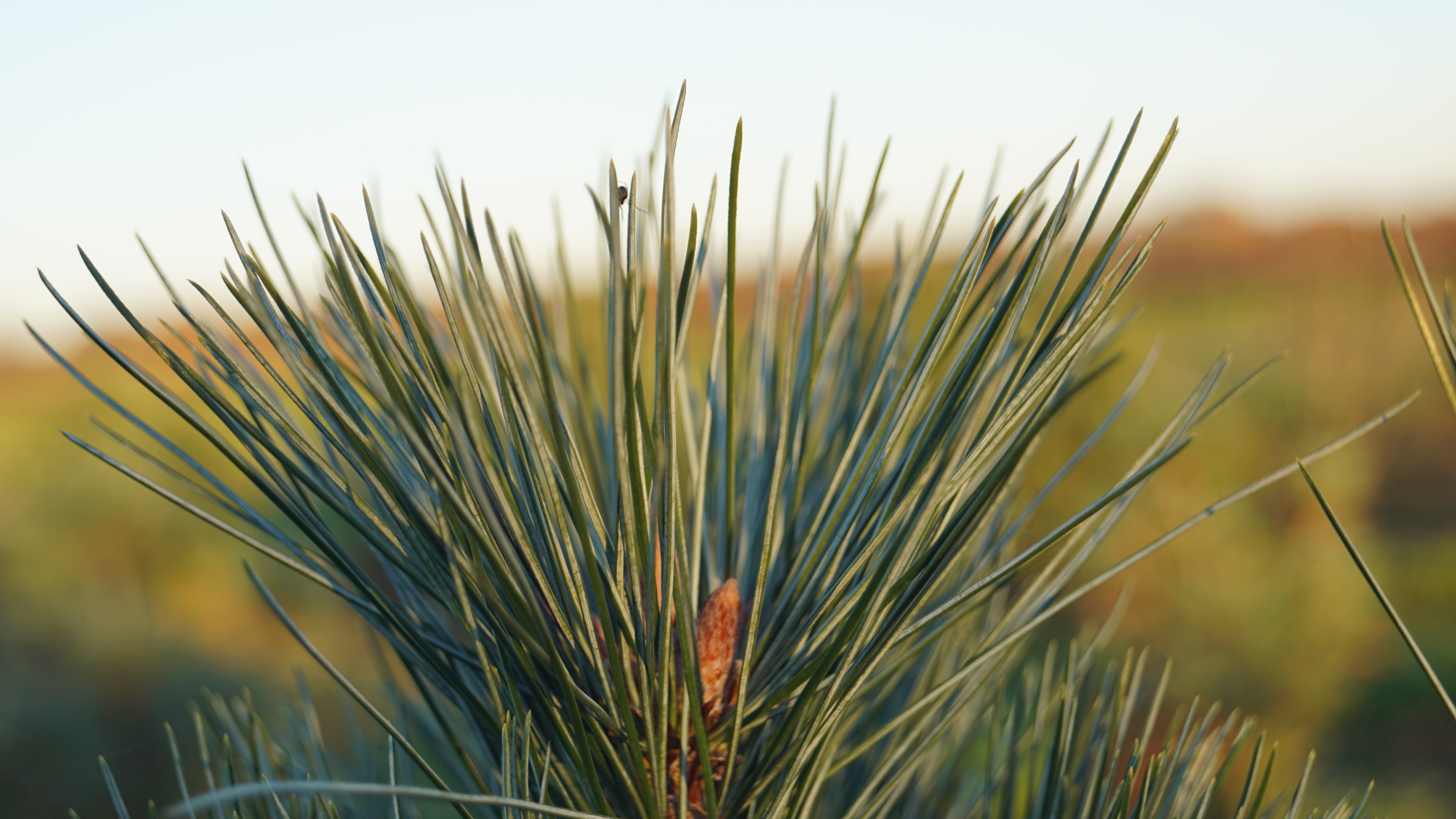 Pinus strobus 'Radiata' (3)